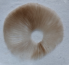 Pholiota decorata