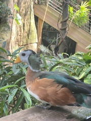 Nettapus