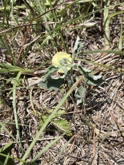 Physalis mollis
