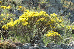 Genista verae