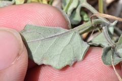 Physalis mollis