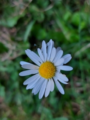 Bellis perennis