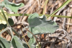 Physalis mollis