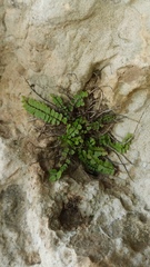 Asplenium trichomanes pachyrachis