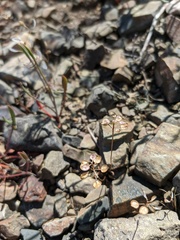 Teesdalia coronopifolia