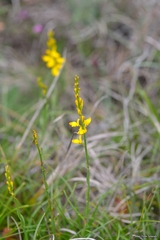 Genista micrantha