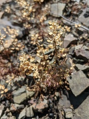 Teesdalia coronopifolia