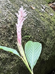 Alpinia purpurata image