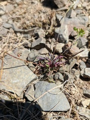 Teesdalia coronopifolia
