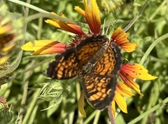 Phyciodes tharos