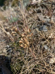 Teesdalia coronopifolia