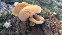 Fungi