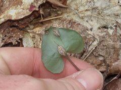 Puccinia violae