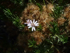 Olearia ramulosa