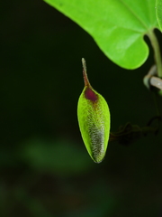 Aristolochia paramaribensis