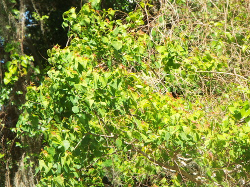 Triadica sebifera image