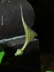 Aristolochia paramaribensis