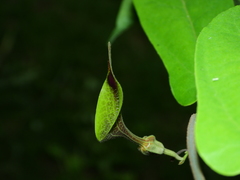 Aristolochia paramaribensis