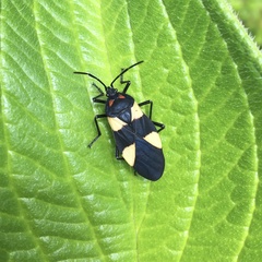 Oncopeltus orourkeae