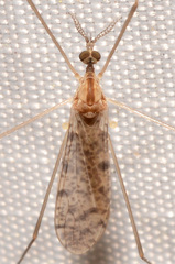Rhipidia maculata