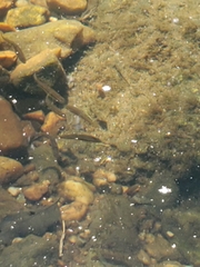 Rhinichthys atratulus