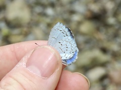 Celastrina neglectamajor