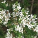 Olearia ramulosa - Photo (c) Melburnian, μερικά δικαιώματα διατηρούνται (CC BY)