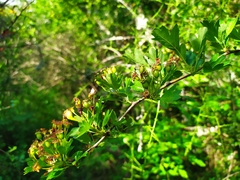 Crataegus