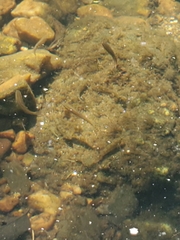 Rhinichthys atratulus