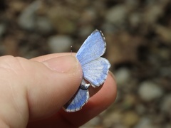 Celastrina neglectamajor