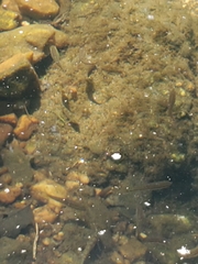 Rhinichthys atratulus