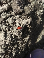 Lilioceris merdigera