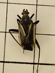 Hadrodemus