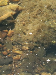 Rhinichthys atratulus