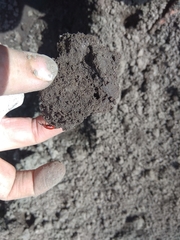 Lilioceris merdigera