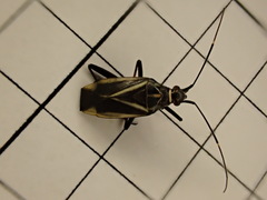 Hadrodemus