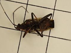 Hadrodemus
