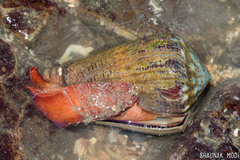 Conus biliosus