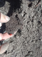 Lilioceris merdigera