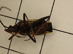 Hadrodemus