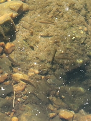 Rhinichthys atratulus