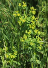 Euphorbia platyphyllos