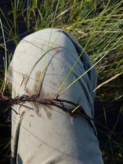 Carex chordorrhiza