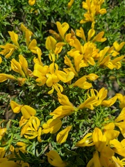 Genista verae