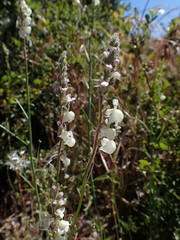 Sairocarpus coulterianus