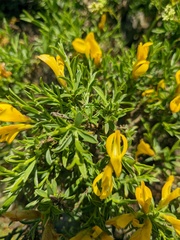 Genista verae