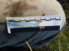 Carex chordorrhiza