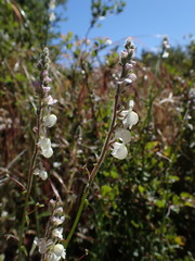 Sairocarpus coulterianus