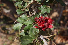 Schotia capitata