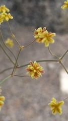 Eriogoneae
